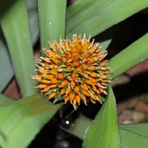 Нидуляриум Бурчелла (Nidularium burchellii)