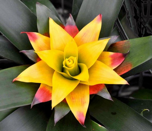 Нидуляриум — самый яркий среди бромелиевых