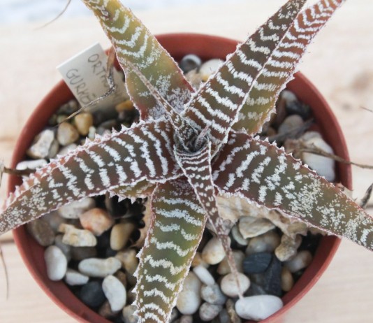 Ортофитум очень неприхотлив в выращивании