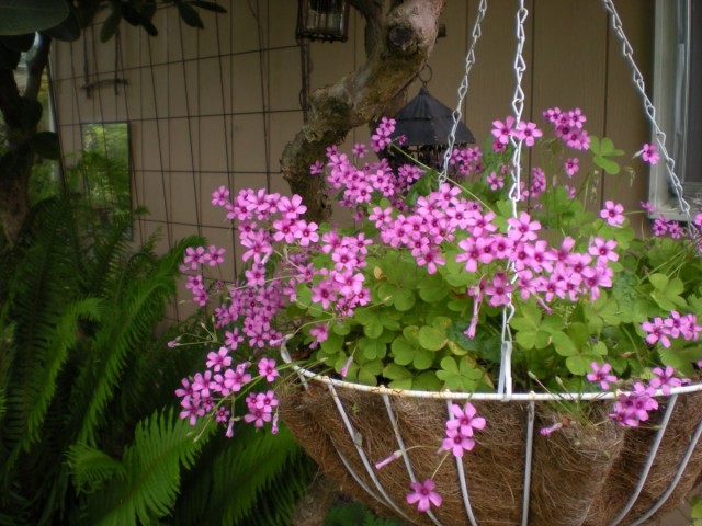 Ампельная кислица розовая (Oxalis rosea) Ампельная кислица розовая (Oxalis rosea)