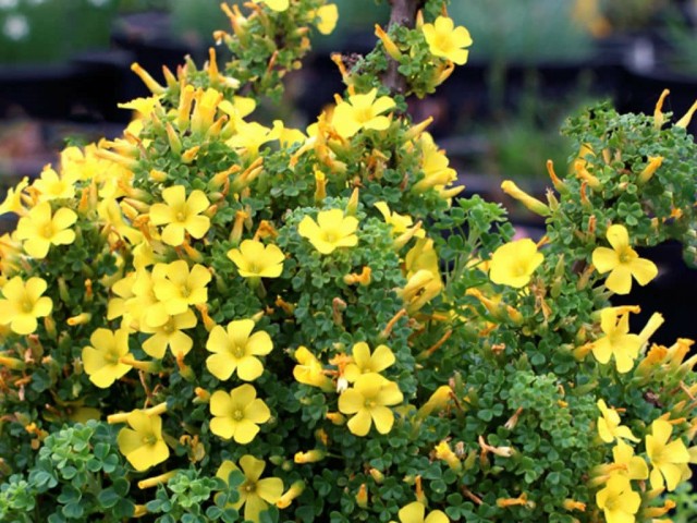 Кислица гигантская (Oxalis gigantea) Кислица гигантская (Oxalis gigantea)