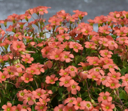 Кислица, или Оксалис — чуткие «бабочки» на подоконнике