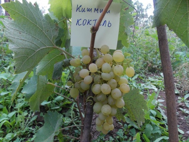 Виноград «Коктейль» Виноград «Коктейль»
