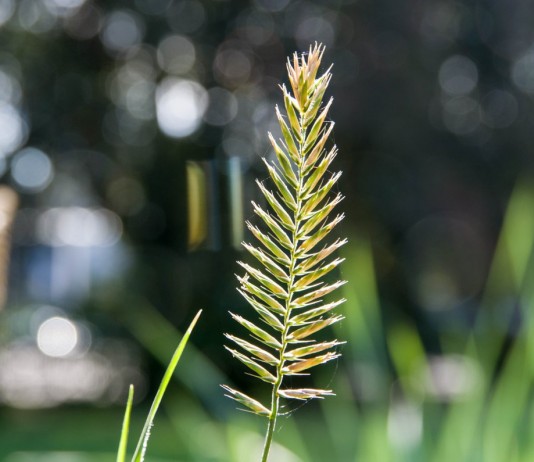 Житняки — декоративные злаки для засушливых зон сада - Цветник и ландшафт Декоративные житняки – одни из самых элегантных злаков для оформления альпийских горок и не только