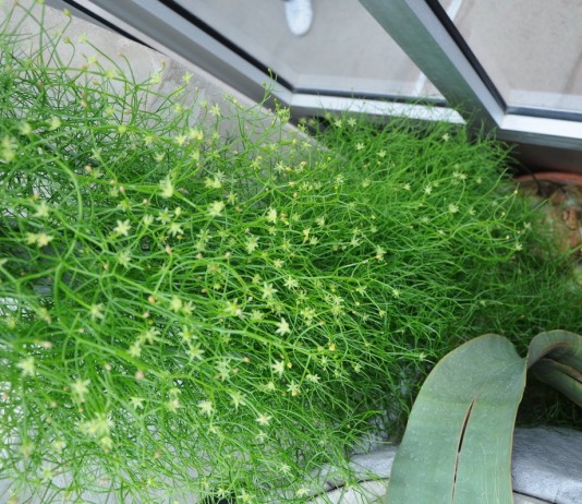 Бовиэя — экзотичный «вьющийся огурец» в интерьере