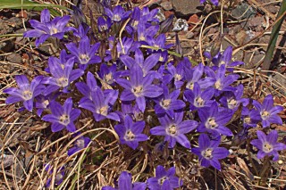 Бродиэя малая (Brodiaea minor)