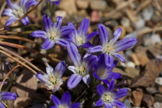 Бродиэя приземистая (Brodiaea terrestris)