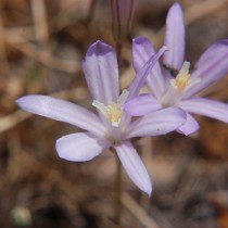 Бродиэя калифорнийская (Brodiaea californica)