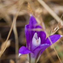 Бродиэя венечная, или венковая, или крупноцветковая (Brodiaea coronaria)