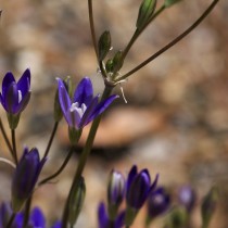 Бродиэя звездчатая (Brodiaea stellaris)