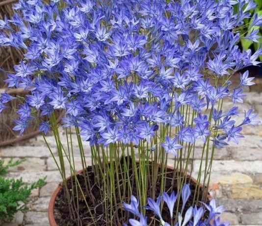 Комнатная бродиэя — роскошные синие акценты в интерьере