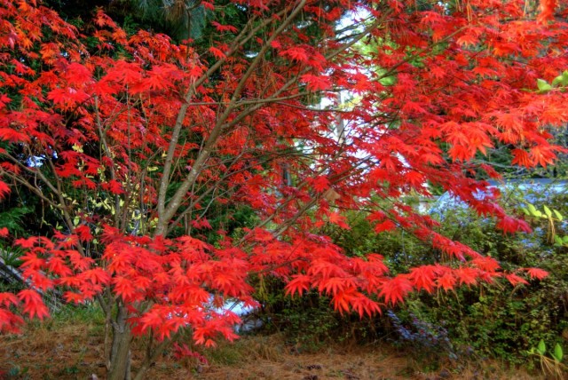 Клен дланевидный (Acer palmatum)