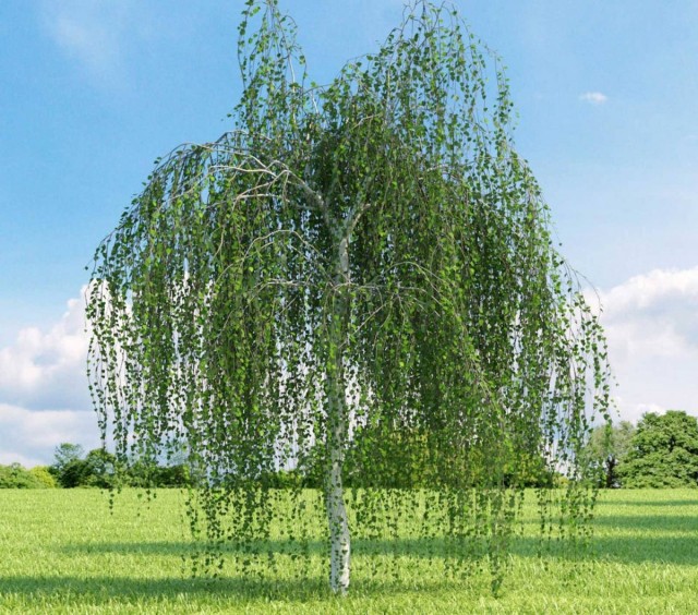 Берёза повислая (Betula pendula)