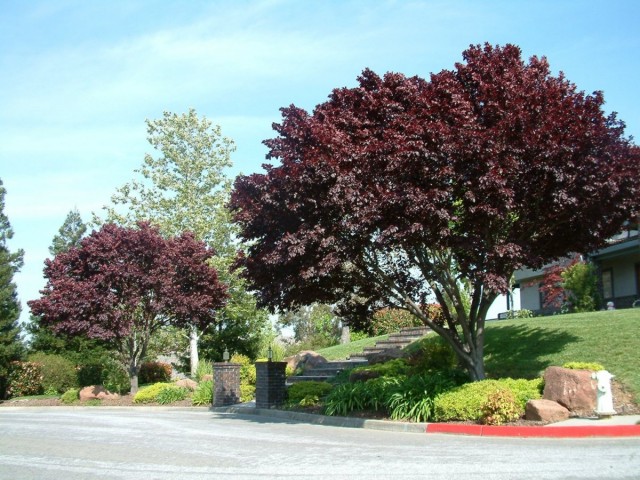 Слива вишнеплодная (Prunus cerasifera)