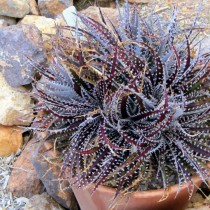 Диккия Фостера (Dyckia fosteriana)