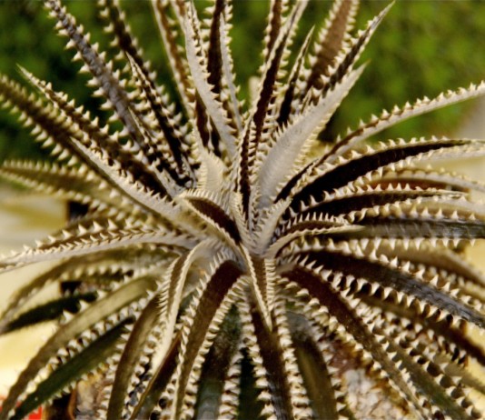 Диккия — самая выносливая среди бромелиевых