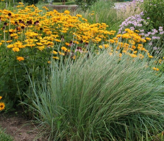 «Дождевые» цветники — естественные фильтры и барьеры для воды - Цветник и ландшафт «Дождевые» цветники — организация и выбор растений