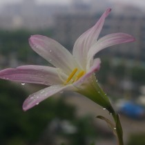 Габрантус мощный (Habranthus robustus)