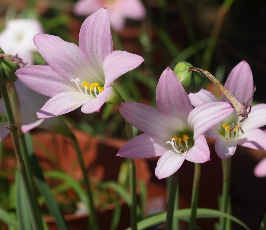 Комнатные габрантусы — неприхотливая нежность