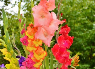 Гладиолусы