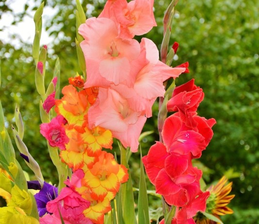Гладиолус — «король клумб» - Цветы многолетние Гладиолусы