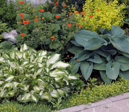 Хосты — выбор места в саду и посадка