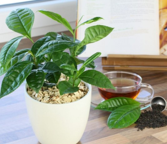 Настоящий чайный куст на подоконнике - Редкие и необычные Настоящий чайный куст на подоконнике