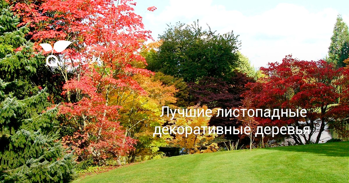 Лучшие листопадные декоративные деревья