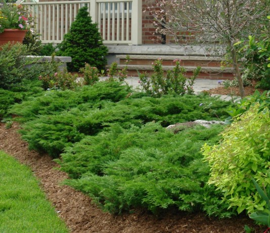 Можжевельник казацкий в саду — особенности выращивания и сорта