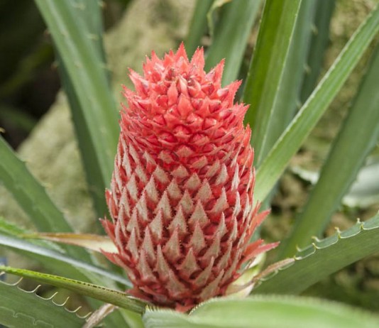Псевдананас — отличная альтернатива комнатным ананасам - Бромелиевые Псевдананас — отличная альтернатива комнатным ананасам
