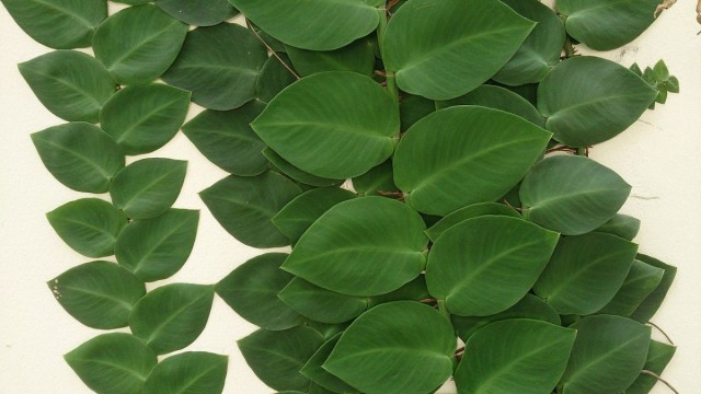 Рафидофора стебельчатая или скрытостебельная (Raphidophora korthalsii)