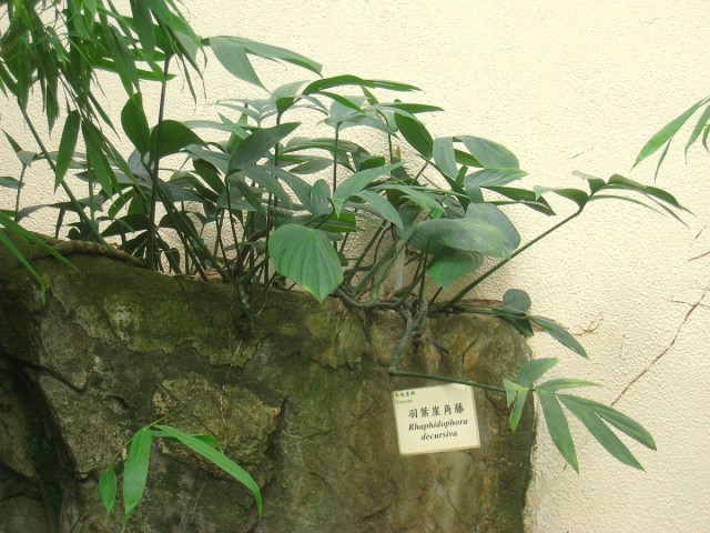 Рафидофора низбегающая (Raphidophora decursiva)