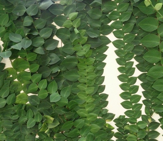 Рафидофора — комнатная лиана для настенного озеленения