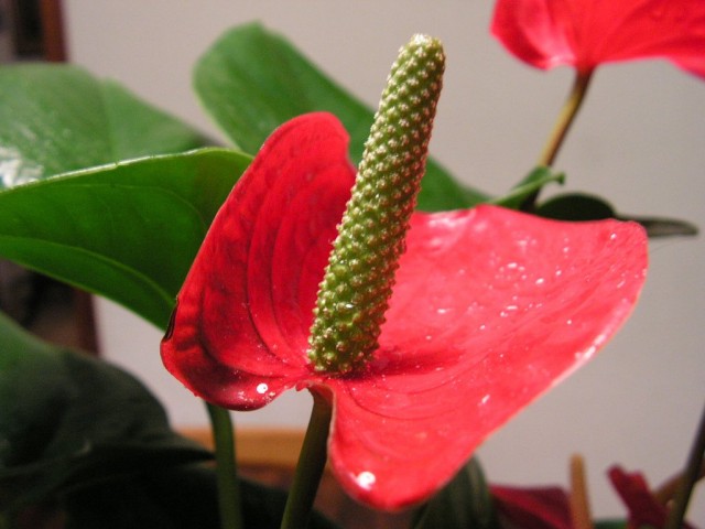 Антуриумы (Anthurium) Антуриумы (Anthurium)
