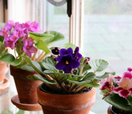 5 лучших цветущих комнатных растений для северных окон