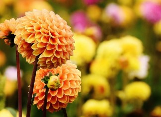 Виды георгин и особенности ухода за ними