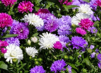 Советы по уходу за астрами и их виды