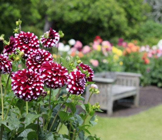 Георгины в саду — описание, классификация, использование - Цветник и ландшафт Георгины в саду — описание, классификация, использование