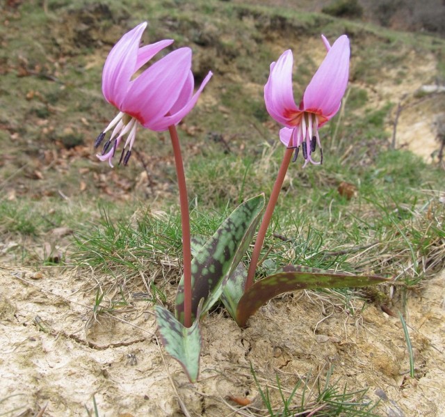 Кандык европейский (Erythronium dens-canis)