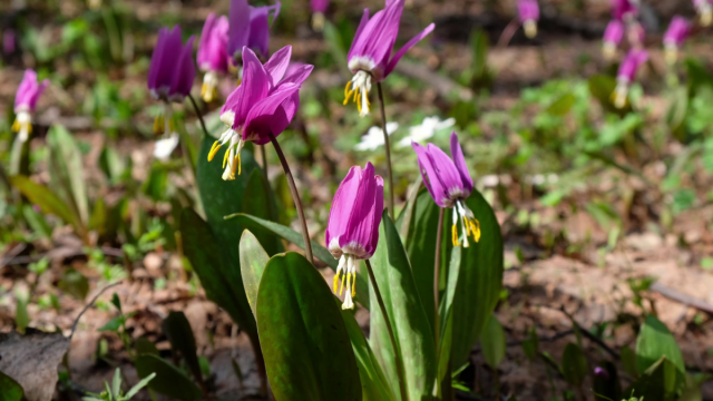 Кандык сибирский (Erythronium sibiricum)