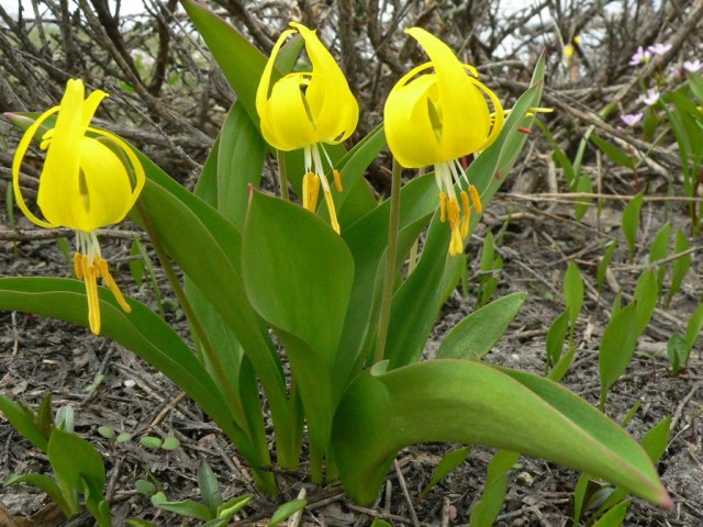 Кандык крупноцветный (Erythronium grandiflorum)