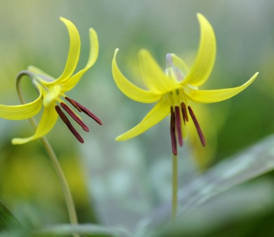 Скромный кандык для изящных интерьеров