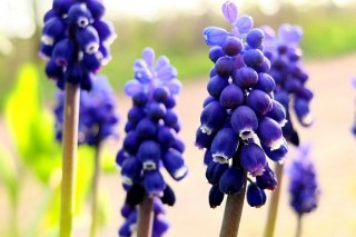 Мускари душистый (Muscari racemosum)