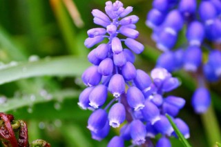 Мускари обыкновенный (Muscari botryoides)