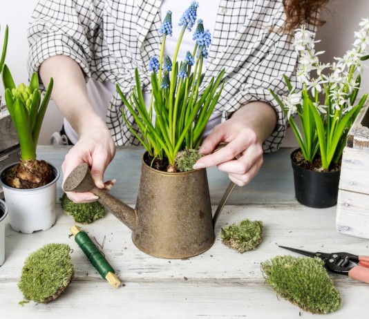 Комнатные мускари — весенние первоцветы в интерьере