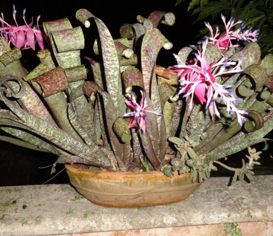 Квеснелия — похожее на злак эксклюзивное бромелиевое