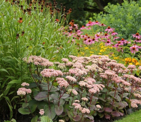 Очитники в саду — виды и сорта, уход, размножение