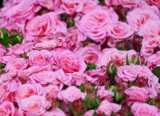 Готовим розы к осени