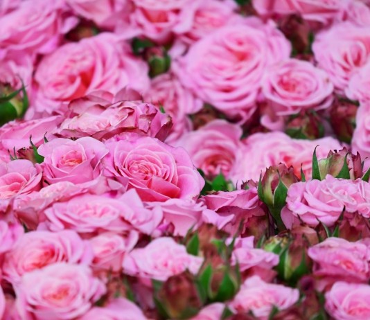 Готовим розы к осени