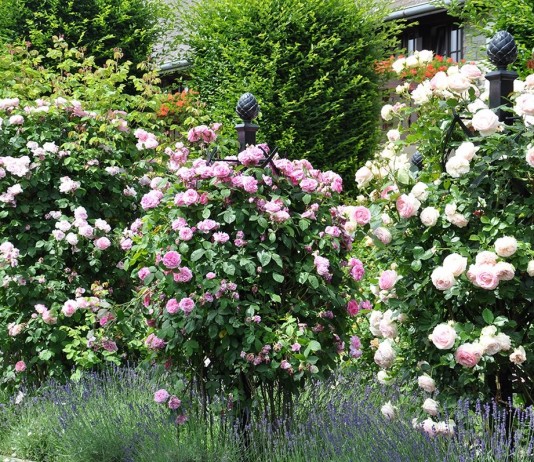 Плетистые розы клаймеры